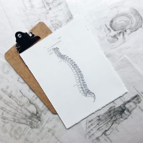 spine