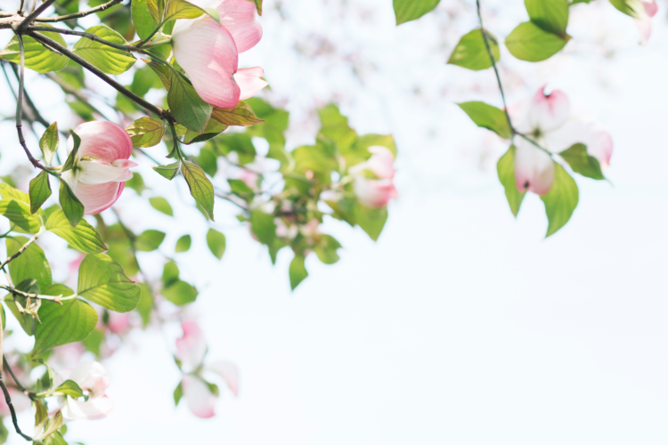 tomoko-uji-v4bkVOl1sTI-unsplash 1